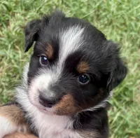 Charlie, a male Australian Shepherd for sale in Johnston, SC – 3 of 3
