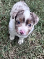 Dolly, a female Australian Shepherd for sale in Johnston, SC – 3 of 3