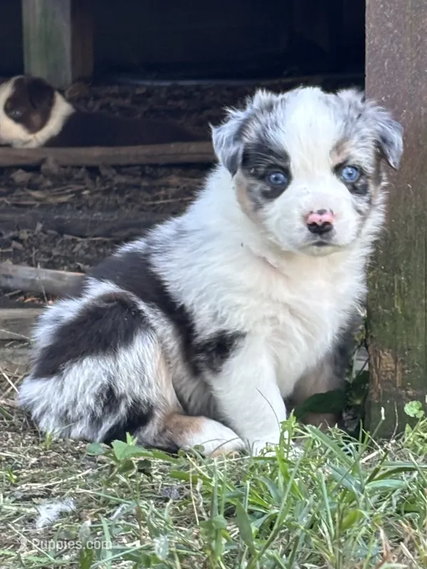 Sky Blue – Australian Shepherd puppy for sale in Johnston, SC