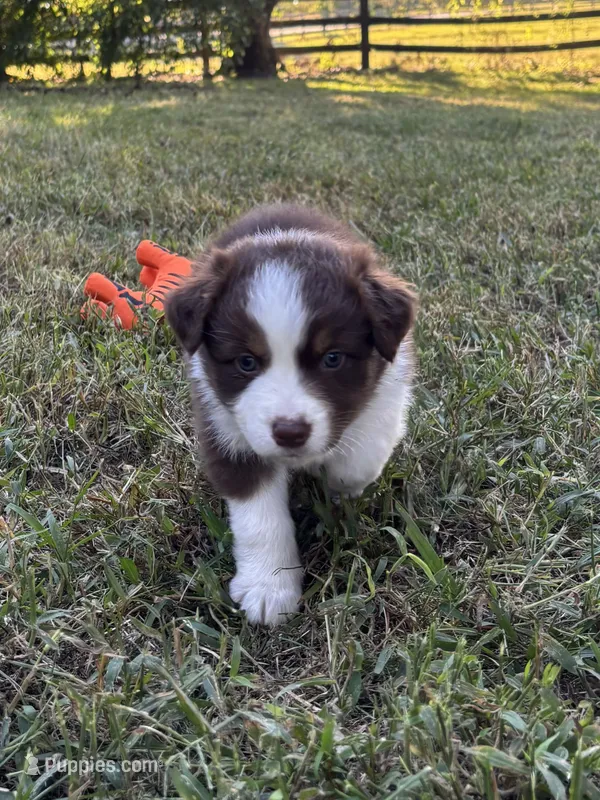 Bella – Australian Shepherd puppy for sale in Johnston, SC