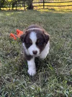 Bella, a female Australian Shepherd for sale in Johnston, SC – 2 of 2