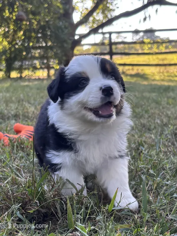 Lovie  – Australian Shepherd puppy for sale in Johnston, SC
