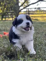 Lovie , a female Australian Shepherd for sale in Johnston, SC – 1 of 2