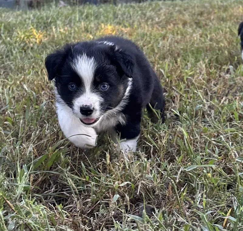 Snooky – Australian Shepherd puppy for sale in Johnston, SC