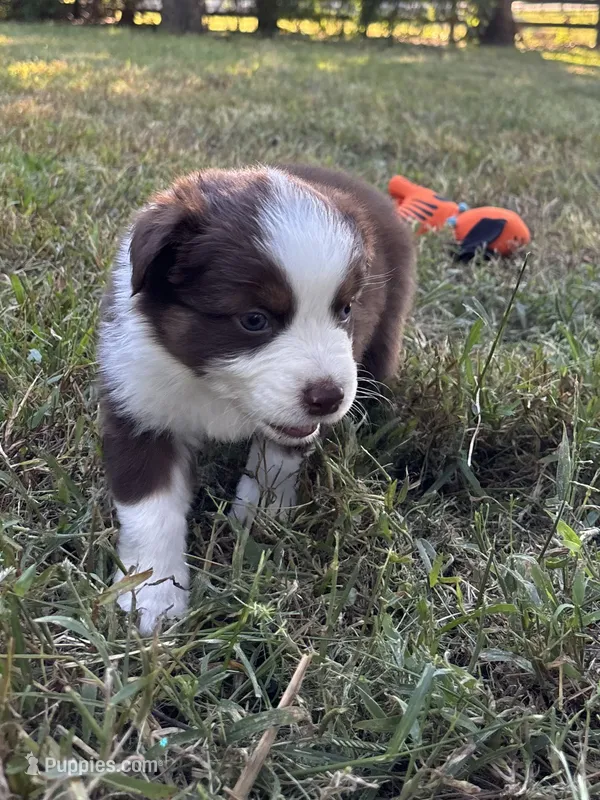 Peaches – Australian Shepherd puppy for sale in Johnston, SC
