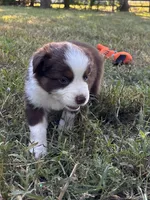 Peaches, a female Australian Shepherd for sale in Johnston, SC – 1 of 2