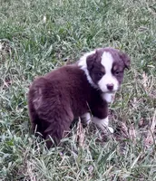 Bella, a female Australian Shepherd for sale in Johnston, SC – 1 of 2