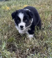 Snooky, a female Australian Shepherd for sale in Johnston, SC – 2 of 2