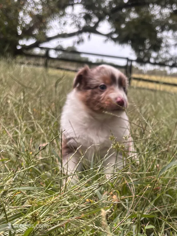 Dolly – Australian Shepherd puppy for sale in Johnston, SC