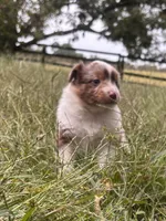 Dolly, a female Australian Shepherd for sale in Johnston, SC – 1 of 3