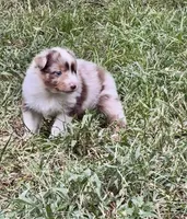 Dolly, a female Australian Shepherd for sale in Johnston, SC – 2 of 3