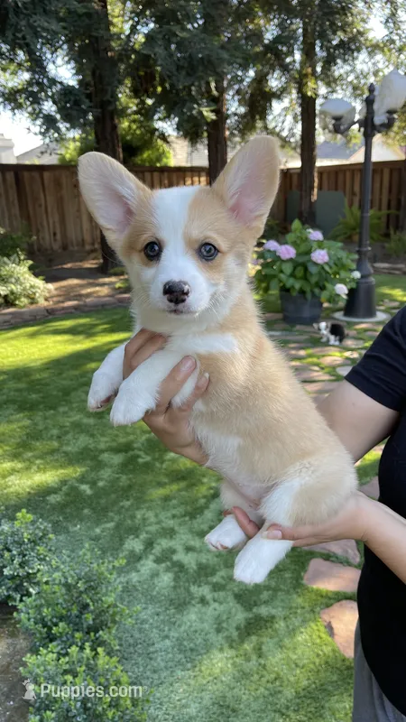 Nova – Pembroke Welsh Corgi puppy for sale in Madera, CA