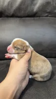 REIGN, a male Pembroke Welsh Corgi for sale in Madera, CA – 4 of 5