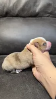 REIGN, a male Pembroke Welsh Corgi for sale in Madera, CA – 3 of 5