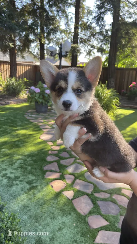 Molly – Pembroke Welsh Corgi puppy for sale in Madera, CA