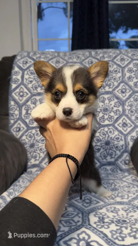 Daisy – Pembroke Welsh Corgi puppy for sale in Madera, CA