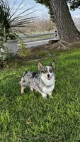 Daisy, a female Pembroke Welsh Corgi for sale in Madera, CA – Photo 9 of 10
