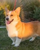 Daisy, a female Pembroke Welsh Corgi for sale in Madera, CA – Photo 10 of 10