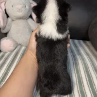 Kibbi, a female Pembroke Welsh Corgi for sale in Madera, CA – Photo 7 of 8