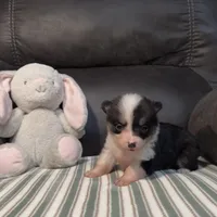 Kibbi, a female Pembroke Welsh Corgi for sale in Madera, CA – Photo 2 of 8