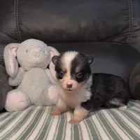 Kibbi, a female Pembroke Welsh Corgi for sale in Madera, CA – Photo 1 of 8