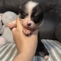 Kibbi, a female Pembroke Welsh Corgi for sale in Madera, CA – Photo 3 of 8