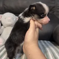 Kibbi, a female Pembroke Welsh Corgi for sale in Madera, CA – Photo 4 of 8