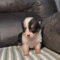 Kibbi, a female Pembroke Welsh Corgi for sale in Madera, CA – Photo 5 of 8