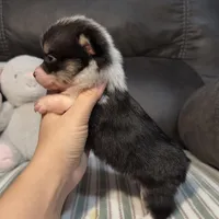 Kibbi, a female Pembroke Welsh Corgi for sale in Madera, CA – Photo 6 of 8