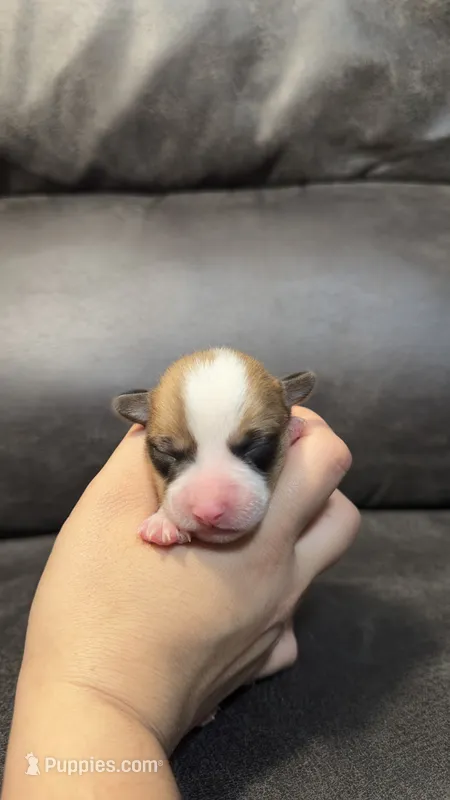 EARLING – Pembroke Welsh Corgi puppy for sale in Madera, CA