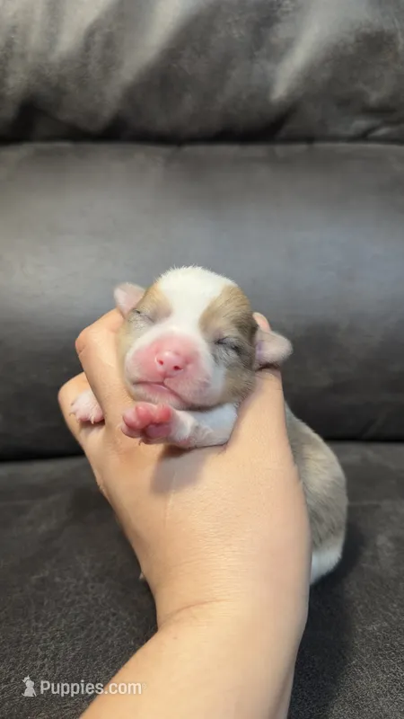 ODIE – Pembroke Welsh Corgi puppy for sale in Madera, CA