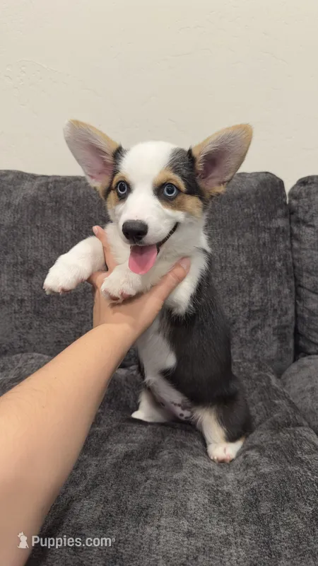 Bella – Pembroke Welsh Corgi puppy for sale in Madera, CA