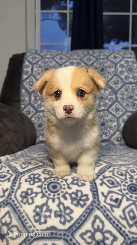 Nova – Pembroke Welsh Corgi puppy for sale in Madera, CA