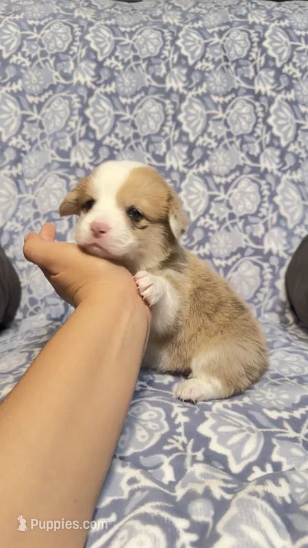 Nova – Pembroke Welsh Corgi puppy for sale in Madera, CA