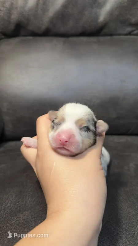 LOKI – Pembroke Welsh Corgi puppy for sale in Madera, CA