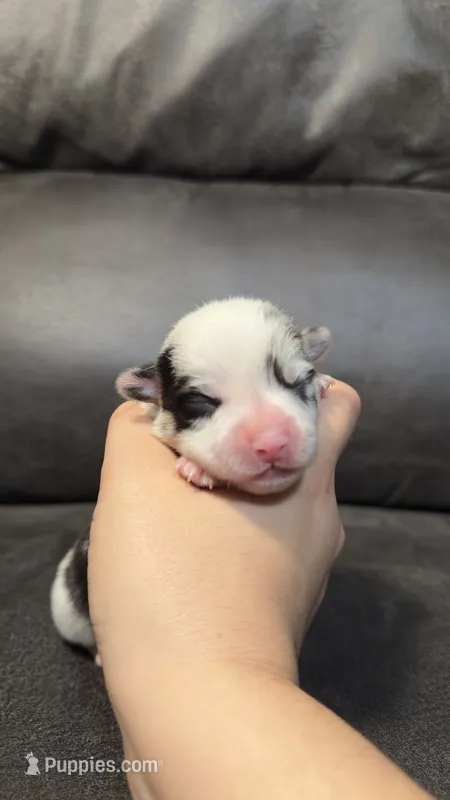 ROLLO – Pembroke Welsh Corgi puppy for sale in Madera, CA