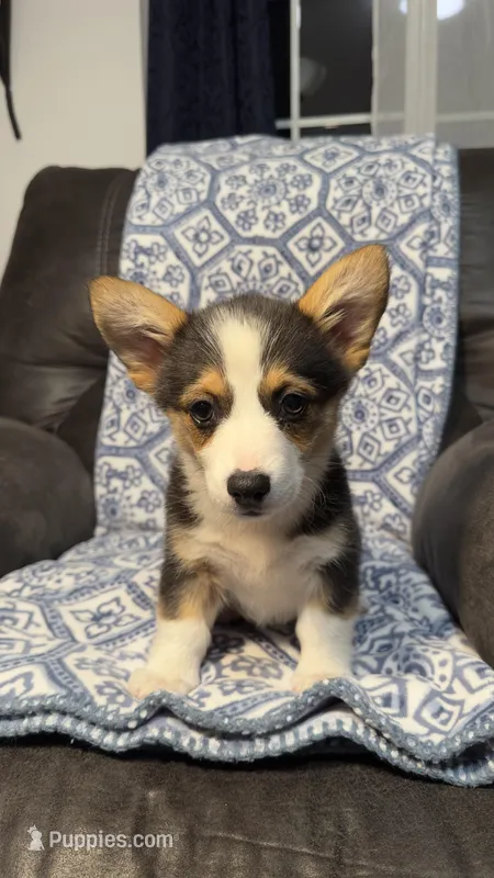 Koko – Pembroke Welsh Corgi puppy for sale in Madera, CA