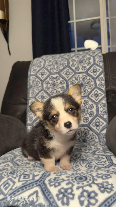 Koko – Pembroke Welsh Corgi puppy for sale in Madera, CA