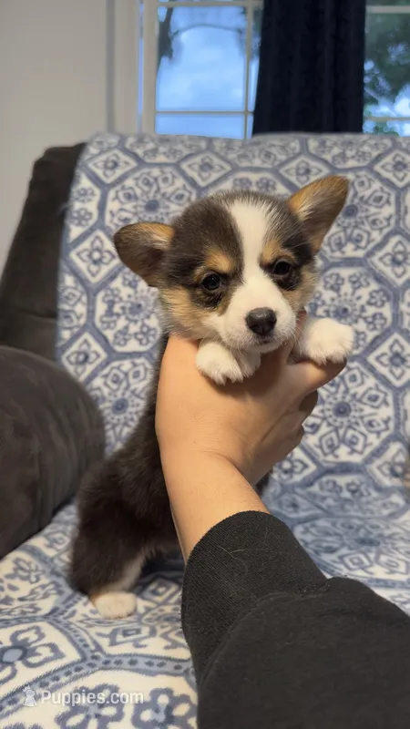 Molly – Pembroke Welsh Corgi puppy for sale in Madera, CA