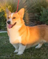 Molly, a female Pembroke Welsh Corgi for sale in Madera, CA – Photo 7 of 10