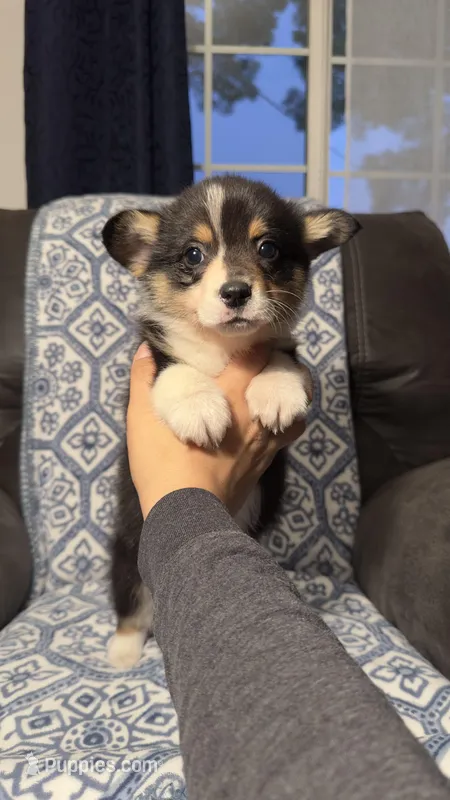 Kosmo – Pembroke Welsh Corgi puppy for sale in Madera, CA