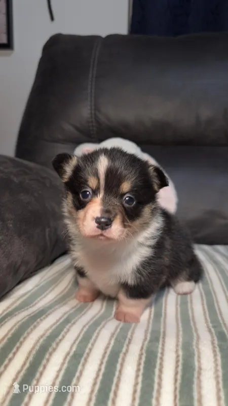 Kosmo, a male Pembroke Welsh Corgi for sale in Madera, CA – Photo 1 of 10