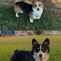 Kosmo, a male Pembroke Welsh Corgi for sale in Madera, CA – Photo 9 of 9