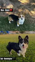 Kosmo, a male Pembroke Welsh Corgi for sale in Madera, CA – Photo 10 of 10