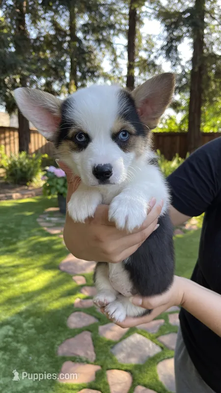 Bella – Pembroke Welsh Corgi puppy for sale in Madera, CA