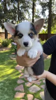 Bella, a female Pembroke Welsh Corgi for sale in Madera, CA – 1 of 4