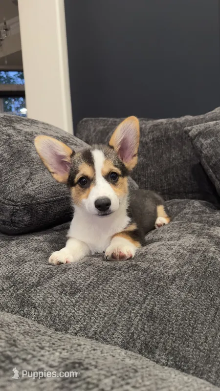 Molly – Pembroke Welsh Corgi puppy for sale in Madera, CA