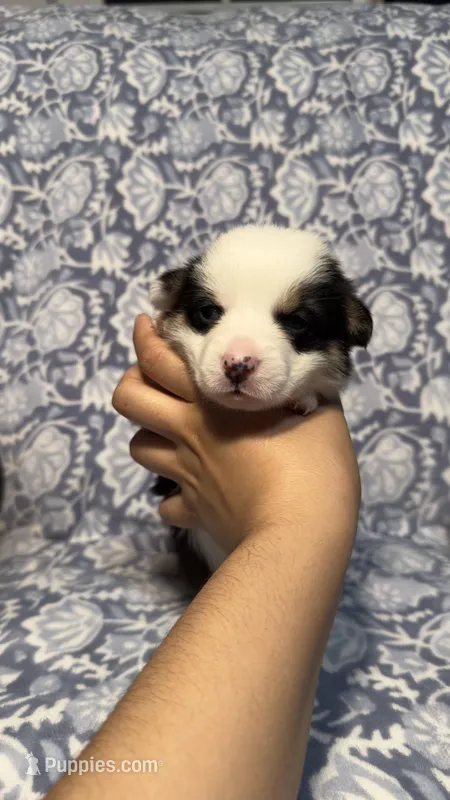 Bella – Pembroke Welsh Corgi puppy for sale in Madera, CA
