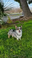 Bella, a female Pembroke Welsh Corgi for sale in Madera, CA – Photo 10 of 10