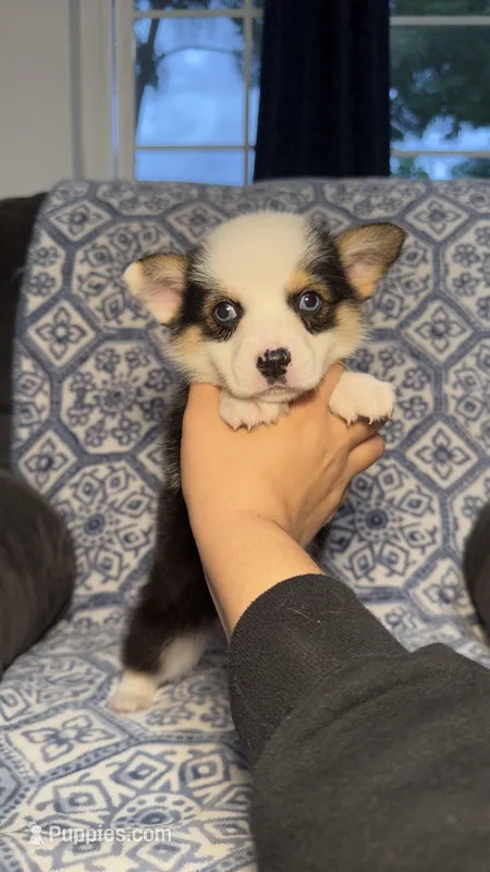 Bella – Pembroke Welsh Corgi puppy for sale in Madera, CA